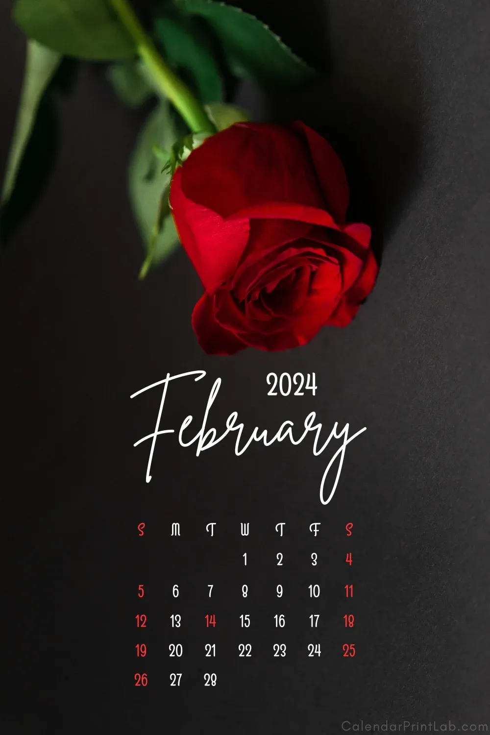 iPhone February 2024 Rose Wallpaper