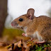 Un joven bragadense de 14 años contrajo hantavirus