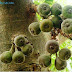 Cluster fig (അത്തി) - Ficus racemosa