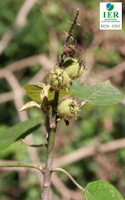 Sacha chirimoya (Croton piluliferus)