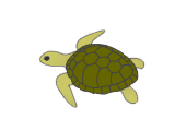 turtle