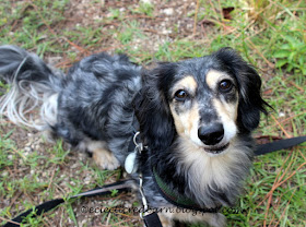 Eclectic Red Barn: Louie a 3 year old black/tan dapple dachshund