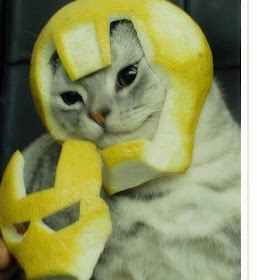 Foto Kucing Ironman