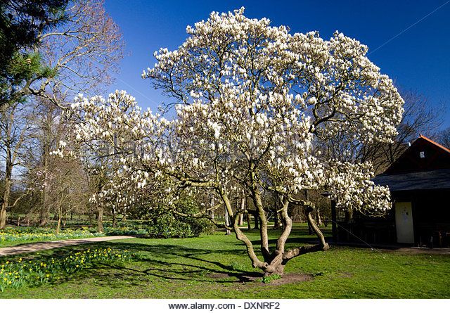 Dicas e cuidados sobre a Magnolia branca