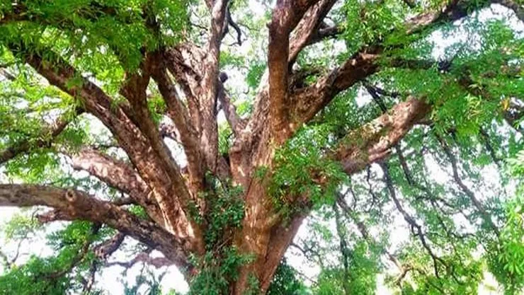 கருங்காலி மரம் பற்றிய உருட்டுகளும் உண்மைகளும் !