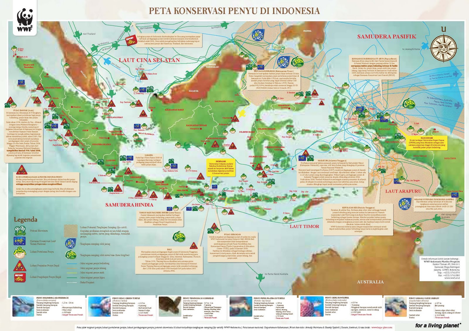 peta penyebaran penyu di  indonesia  BLOG TANI NELAYANKU 