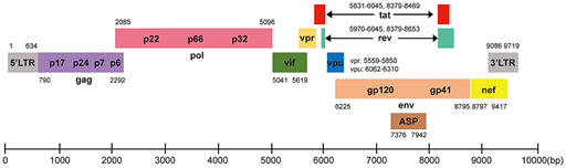 Sobrelapamiento de loci en un genoma. Diagrama de cajas/dominios de las proteínas del VIH, siendo estas: gag, pol, vif, vpr, vpu, tat, rev, env, y nef. Como se puede observar varios loci de genes se superponen en las mimas secuencias como en las proteínas gag y pol, en tat y rev o en env, tat y rev. Esta superposición permite almacenar más información genética en el mismo espacio.