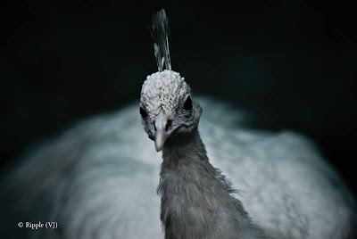 Posted by Ripple (VJ) : Delhi Zoo Revisited :   This white peacock was inside the Indian Peacock enclosure for some reason. It was quite confused and hovered along the peripheri of the cage while the two Indian Peacocks looked on from their positions on the pole. 