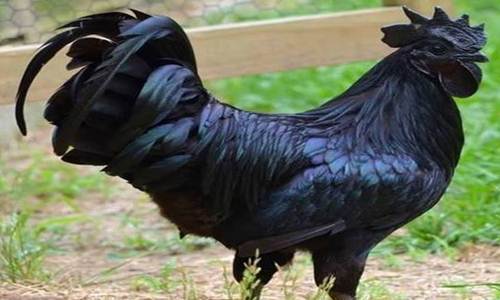 http://miefbird.blogspot.com/2017/03/daftar-harga-ayam-cemani-anakan-dewasa.html