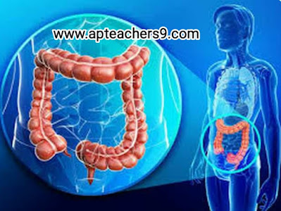 Do this to clean the colon: పెద్దపేగులు శుభ్రమవ్వాలంటే ఇలా చేయండి 2022@APTeachers  what comes out during a colon cleanse how to clean out bowels quickly 1 day colon cleanse overnight colon cleanse colon cleanse weight loss results best colon cleanse drink how often should you cleanse your colon colon cleanse pills is taking a bath late at night dangerous late night shower can cause death advantages and disadvantages of taking a bath at night benefits of showering at night vs morning taking a bath at night can cause anemia benefits of showering in the morning can taking a shower at night cause a stroke does taking a bath at night lowers blood pressure what foods help repair kidneys how can i improve my kidney function naturally how to keep kidneys healthy foods to avoid for kidney health healthy kidneys signs how to check your kidney health at home best exercise for kidney health can kidneys heal side effects of drinking cold water disadvantages of drinking cold water in the morning does drinking cold water increase weight effect of cold water on male is cold water bad for your kidneys drinking cold water in the morning on an empty stomach is drinking cold water bad for your heart effect of cold water on bones how to make fenugreek water fenugreek water for hair fenugreek seeds soaked in water overnight side effects how to drink fenugreek water fenugreek water for weight loss fenugreek water side effects fenugreek water for periods boiled fenugreek water benefits  hair loss treatment which vitamin deficiency causes hair loss hair loss causes best hair loss treatment female hair loss treatment reason of hair fall in female hair loss women hair fall reasons in male mediterranean diet recipes mediterranean diet food list mediterranean diet 7-day meal plan pdf mediterranean diet weight loss how to start mediterranean diet mediterranean diet breakfast mediterranean diet pdf mediterranean diet for men black rice benefits black rice in india black rice side effects black rice price black rice recipe black rice near me black rice calories black rice protein organ donation time limit after death organ donation registration organ donation registration india 3 reasons why organ donation is important organ donation india how to donate organs after death organ donation rules reasons why you shouldn't be an organ donor Keto diet plan free PDF 7-day keto meal plan pdf Keto diet plan Indian Women's keto diet plan free Keto food list Female keto diet plan PDF 30 day ketogenic diet plan pdf free Keto diet plan for beginners Epileptic seizure Epilepsy attack Epilepsy definition Can epilepsy be cured Types of epilepsy Epilepsy cause Types of epilepsy and symptoms Fits disease what is the most important vitamin for your body daily intake of vitamins and minerals chart types of vitamins and their functions what vitamins do i need daily what are vitamins what are the 13 types of vitamins essential vitamins and minerals what are essential vitamins how to use a cooler as a fridge can we use air cooler without water how to use air cooler with water how to use air cooler in closed room how to use air cooler effectively uses of air cooler air cooler hacks how to use air cooler with ice how long is water safe in plastic bottles? Side effects of drinking water in plastic bottles which plastic bottles are safe for drinking water? Harmful effects of plastic water bottles on humans How to avoid drinking water from plastic bottles Plastic bottle poisoning symptoms How many times can you reuse a plastic water bottle Why you should not reuse plastic water bottles benefits of squeezing lemon on food what happens when you drink lemon water for 7 days disadvantages of drinking lemon water daily side effects of lemon for female what are the benefits of drinking lemon water benefits of lemon lemon side effects lemon benefits and side effects coconut water benefits for female benefits of drinking coconut water daily coconut water side effects drinking coconut water for 7 days benefits of coconut water for skin what happens if i drink coconut water everyday benefits of drinking coconut water empty stomach Disadvantages of storing water in copper vessel How much copper water to drink per day Copper water bottle poisoning Copper water benefits for skin whitening Pros and cons of drinking copper water Benefits of copper water Copper water Bottle Benefits of copper water Ayurveda 10 reasons to wake up in the morning 10 benefits of early rising what is the best time to wake up early in the morning why should we wake up early in the morning benefits of waking up early in the morning essay benefits of waking up before sunrise disadvantages of waking up early scientific benefits of waking up early fermented rice side effects pazhankanji side effects is fermented rice water acidic or alkaline fermented rice for weight gain fermented rice benefits benefits of eating rice in the morning fermented rice with curd benefits fermented rice for acid reflux taati munjalu in english taati munjalu season ice apple benefits taati munjalu near me taati munjalu during pregnancy taati munjalu in hindi taati munjalu in telugu ice apple benefits and side effects how to lose weight in 7 days fastest way to lose weight for woman how to lose weight naturally how to lose weight fast weight loss tips extreme weight loss methods weight loss tips at home how to lose weight in a week skin care tips in summer at home summer night skin care routine top 10 skin care tips for summer summer skin care routine summer skin care routine for teenage girl skin care tips for summer in india summer skin care products how to take care of oily skin in summer naturally why do mosquitoes bite me and not my husband how to be less attractive to mosquitoes mosquitoes don't bite cancer why do mosquitoes like type o blood why do i get so many mosquito bites on my legs are mosquitoes attracted to carbon dioxide why are mosquitoes attracted to me why do mosquitoes bite ankles pumpkin benefits side effects benefits of pumpkin soup is pumpkin good for digestion pumpkin benefits for skin benefits of green pumpkin is pumpkin good for weight loss pumpkin seeds benefits for female how to eat pumpkin benefits of sugarcane sexually sugarcane juice benefits for female sugarcane juice benefits and disadvantages benefits of sugarcane juice sugarcane juice is heat or cold for body benefits of sugarcane to woman sugarcane juice disadvantages benefits of sugarcane juice for weight loss side effects of tea on bones is green tea harmful for bones what kind of tea is good for osteoporosis is black tea good for bones tea and calcium absorption tea and osteoporosis is ginger tea good for osteoporosis green tea and calcium absorption spiritual benefits of walking barefoot 5 health benefits of walking barefoot benefits of walking barefoot on earth disadvantages of walking barefoot benefits of walking barefoot at home walking barefoot meaning benefits of walking barefoot on grass in the morning effects of walking barefoot on cold floor why hot food items should not be packed in polythene bags effects of eating high temperature food hot food in polythene bags 2 ways to never cool food hot food in plastic bags can cause cancer what happens if you drink hot and cold at the same time proper cooling methods for food what are three safe methods for cooling food? benefits of eating porridge everyday porridge benefits for skin benefits of eating porridge in the morning i ate oatmeal every morning for a month-here's what happened disadvantages of eating oats benefits of porridge for weight loss benefits of oats with milk benefits of eating porridge at night is taking a bath late at night dangerous bathing at night benefits taking a bath at night can cause anemia late night shower can cause death best time to bath at night advantages and disadvantages of taking a bath at night benefits of warm bath at night taking a bath at night is not good for your health brainly describe how we can keep ourselves fit and healthy simple health tips 10 tips for good health 100 health tips natural health tips health tips for adults health tips 2021 health tips of the day simple health tips for everyday living healthy tips simple health tips for students 100 simple health tips healthy lifestyle tips health tip of the week simple health tips for everyone simple health tips for everyday living 10 tips for a healthy lifestyle pdf 20 ways to stay healthy 5-minute health tips 100 health tips in hindi simple health tips for everyone 100 health tips pdf 100 health tips in tamil 5 tips to improve health natural health tips for weight loss natural health tips in hindi simple health tips for everyday living 100 health tips in hindi health in hindi daily health tips 10 tips for good health how to keep healthy body 20 health tips for 2021 health tips 2022 mental health tips 2021 heart health tips 2021 health and wellness tips 2021 health tips of the day for students fun health tips of the day mental health tips of the day healthy lifestyle tips for students health tips for women simple health tips 10 tips for good health 100 health tips healthy tips in hindi natural health tips health tips for students simple health tips for everyday living health tip of the week healthy tips for school students health tips for primary school students health tips for students pdf daily health tips for school students health tips for students during online classes mental health tips for students simple health tips for everyone health tips for covid-19 healthy lifestyle tips for students 10 tips for a healthy lifestyle healthy lifestyle facts healthy tips 10 tips for good health simple health tips health tips 2021 health tips natural health tips 100 health tips health tips for students simple health tips for everyday living 6 basic rules for good health 10 ways to keep your body healthy health tips for students simple health tips for everyone 5 steps to a healthy lifestyle maintaining a healthy lifestyle healthy lifestyle guidelines includes simple health tips for everyday living healthy lifestyle tips for students healthy lifestyle examples 10 ways to stay healthy 100 health tips 5 ways to stay healthy 10 ways to stay healthy and fit simple health tips simple health tips for everyday living health tips for students health tips in hindi beauty tips health tips for women health tips bangla health tips for young ladies 10 best health tips female reproductive health tips women's day health tips health tips in kannada women's health tips for heart, mind and body women's health tips for losing weight healthy woman body beauty tips at home beauty tips natural beauty tips for face beauty tips for girls beauty tips for skin beauty tips of the day top 10 beauty tips beauty tips hindi health tips for school students health tips for students during exams five ways of maintaining good health 10 ways to stay healthy at home ways to keep fit and healthy 6 tips to stay fit and healthy how to stay fit and healthy at home 20 ways to stay healthy ways to keep fit and healthy essay 5 ways to stay healthy essay 10 ways to stay healthy at home write five points to keep yourself healthy 5 ways to stay healthy during quarantine 10 tips for a healthy lifestyle healthy lifestyle essay unhealthy lifestyle examples 5 steps to a healthy lifestyle healthy lifestyle article for students talk about healthy lifestyle healthy lifestyle benefits healthy lifestyle for students in school healthy tips for school students importance of healthy lifestyle for students health tips for students during online classes health tips for students pdf health and wellness for students healthy lifestyle for students essay healthy lifestyle article for students 10 ways to stay healthy and fit ways to keep fit and healthy essay 6 tips to stay fit and healthy how to stay fit and healthy at home what are the best ways for students to stay fit and healthy how to keep body fit and strong on the basis of the picture given below,  how to be fit in 1 week write 10 rules for good health golden rules for good health health rules most important things you can do for your health how to keep your body healthy and strong five ways of maintaining good health mental health tips 2022 top 10 tips to maintain your mental health mental health tips for students self-care tips for mental health mental health 2022 fun activities to improve mental health 10 ways to prevent mental illness how to be mentally healthy and happy world heart day theme 2021 world heart day 2021 health tips news world heart day wikipedia world heart day 2020 world heart day pictures world heart day theme 2020 happy heart day 5 ways to prevent covid-19 best food for covid-19 recovery 10 ways to prevent covid-19 covid-19 health and safety protocols precautions to be taken for covid-19 covid-19 diet plan pdf safety measures after covid-19 precautions for covid-19 patient at home how to keep reproductive system healthy 10 ways in keeping the reproductive organs clean and healthy why is it important to keep your reproductive system healthy how to take care of your reproductive system male what are the proper ways of taking care of the female reproductive organs male ways of taking care of reproductive system ppt taking care of reproductive system grade 5 prevention of reproductive system diseases proper ways of taking care of the reproductive organs ways of taking care of reproductive system ppt how to take care of reproductive system male what are the proper ways of taking care of the female reproductive organs care of male and female reproductive organs? why is it important to take care of the reproductive organs the following are health habits to keep the reproductive organs healthy which one is care of male and female reproductive organs? what are the proper ways of taking care of the female reproductive organs ways of taking care of reproductive system ppt ways to take care of your reproductive system why is it important to take care of the reproductive organs taking care of reproductive system grade 5 how to take care of your reproductive system poster what are the proper ways of taking care of the female reproductive organs taking care of reproductive system grade 5 what are the proper ways of taking care of the male reproductive organs care of male and female reproductive organs? female reproductive system - ppt presentation female reproductive system ppt pdf reproductive system ppt anatomy and physiology reproductive system ppt grade 5 talk about healthy lifestyle cue card importance of healthy lifestyle importance of healthy lifestyle speech what is healthy lifestyle essay healthy lifestyle habits my healthy lifestyle healthy lifestyle essay 100 words healthy lifestyle short essay healthy lifestyle essay 150 words healthy lifestyle essay pdf benefits of a healthy lifestyle essay healthy lifestyle essay 500 words healthy lifestyle essay 250 words  precautions to be taken during winter season precautions to be taken for cold cold weather precautions for home how to stay healthy during winter season how to protect your body in winter season what things should we keep in mind to stay healthy in the winter  safety tips for winter season in india how to take care of yourself during winter seasonal diseases list seasonal diseases in india seasonal diseases and precautions seasonal diseases in telugu seasonal diseases in india pdf seasonal diseases pdf 4 seasonal diseases rainy season diseases and prevention 10 things not to do after eating i ate too much and now i want to vomit how to ease your stomach after eating too much how to digest faster after a heavy meal what to do after overeating at night how to detox after eating too much i ate too much today will i gain weight i don't feel good after i eat calcium fruits for bones fruits for bone strength how to increase bone strength naturally bone strengthening foods how to increase bone calcium best fruit juice for bones calcium-rich foods for bones vitamins for strong bones and joints black pepper uses and benefits how much black pepper per day benefits of eating black pepper empty stomach black pepper with hot water benefits side effects of black pepper benefits of black pepper and honey pepper benefits turmeric with black pepper benefits how to protect eyes from mobile screen naturally how to protect eyes from mobile screen during online classes glasses to protect eyes from mobile screen how to protect eyes from mobile and computer 5 ways to protect your eyes best eye protection mobile phone glasses to protect eyes from mobile screen flipkart how to protect eyes from computer screen can you die from eating too many almonds how many is too many almonds i eat 100 almonds a day symptoms of eating too many almonds almond skin dangers how many almonds should i eat a day why are roasted almonds bad for you how many almonds to eat per day for good skin amla for skin whitening amla for skin pigmentation how to use amla for skin can i apply amla juice on face overnight how to use amla powder for skin whitening amla face pack for pigmentation how to make amla juice for skin best amla juice for skin best n95 mask for covid n95 mask with filter n95 mask reusable best mask for covid where to buy n95 mask n95 mask price 3m n95 mask kn95 vs n95 how many dates to eat per day dates benefits sexually dates benefits for sperm benefits of dates for men benefits of khajoor for skin dates benefits for skin is dates good for cold and cough benefits of dates for womens how to cook mulberry leaves mulberry benefits mulberry leaves benefits for hair mulberry benefits for skin when to harvest mulberry leaves mulberry leaf extract benefits mulberry leaf tea benefits mulberry fruit side effects are recovered persons with persistent positive test of covid-19 infectious to others? if someone in your house has covid will you get it do i still need to quarantine for 14 days if i was around someone who has covid-19? how long will you test positive for covid after recovery what do i do if i’ve been exposed to someone who tested positive for covid-19? how long does coronavirus last in your system how long should i stay in home isolation if i have the coronavirus disease? positive covid test after recovery how to make coriander water can we drink coriander water at night how to make coriander water for weight loss coriander seed water side effects how to make coriander seeds water how to make coriander seeds water for thyroid coriander water for thyroid coriander leaves boiled water benefits 10 points on harmful effects of plastic 5 harmful effects of plastic harmful effects of plastic on environment harmful effects of plastic on environment in points how is plastic harmful to humans harmful effects of plastic on environment pdf single-use plastic effects on environment brinjal benefits and side effects disadvantages of brinjal brinjal benefits for skin brinjal benefits ayurveda brinjal benefits for diabetes uses of brinjal green brinjal benefits brinjal vitamins 10 ways to keep your heart healthy 5 ways to keep your heart healthy 13 rules for a healthy heart 20 ways to keep your heart healthy how to keep heart-healthy and strong heart-healthy foods heart-healthy lifestyle healthy heart symptoms daily massage with mustard oil mustard oil disadvantages benefits of mustard oil for skin why mustard oil is not banned in india benefits of mustard oil massage on feet benefits of mustard oil in cooking mustard oil massage benefits mustard oil benefits for brain side effects of mint leaves lungs cleaning treatment benefits of drinking mint water in morning mint leaves steam for face lungs cleaning treatment for smokers benefits of mint leaves how to use ginger for lungs how to clean lungs in 3 days Carrot juice benefits in telugu 17 benefits of mustard seed 5 uses of mustard 10 uses of mustard how much mustard should i eat a day mustard seeds side effects benefits of chewing mustard seed dijon mustard health benefits is mustard good for your stomach Benefits of Vaseline on face Vaseline on face overnight before and after Vaseline petroleum jelly for skin whitening 100 uses for Vaseline Does Blue Seal Vaseline lighten the skin Vaseline uses for skin 19 unusual uses for Vaseline Effect of petroleum jelly on lips barley pests and diseases how to use barley for diabetes diseases of barley ppt how to use barley powder barley benefits and side effects barley disease control barley diseases integrated pest management of barley how to sleep better at night naturally good sleep habits food for good sleep tips on how to sleep through the night how to get a good night sleep and wake up refreshed how to sleep fast in 5 minutes how to sleep through the night without waking up how to sleep peacefully without thinking how to use turmeric to boost immune system turmeric immune booster recipe turmeric immune booster shot raw turmeric vs powder 10 serious side effects of turmeric raw turmeric powder best time to eat raw turmeric raw turmeric benefits for liver best antibiotic for cough and cold name of antibiotics for cough and cold best medicine for cold and cough best antibiotic for cold and cough for child best tablet for cough and cold in india best cold medicine for runny nose cold and cough medicine for adults best cold and flu medicine for adults moringa leaf powder benefits what happens when you drink moringa everyday? side effects of moringa list of 300 diseases moringa cures pdf how to use moringa leaves what sickness can moringa cure how long does it take for moringa to start working can moringa cure chest pain how to use aloe vera to lose weight rubbing aloe vera on stomach how to prepare aloe vera juice for weight loss best time to drink aloe vera juice for weight loss how to use forever aloe vera gel for weight loss aloe vera juice weight loss stories how much aloe vera juice to drink daily for weight loss benefits of eating oranges everyday benefits of eating oranges for skin benefits of eating orange at night orange benefits and side effects benefits of eating orange in empty stomach orange benefits for men how many oranges a day to lose weight how many oranges should i eat a day is orthostatic hypotension dangerous orthostatic hypotension symptoms causes of orthostatic hypotension orthostatic hypotension in 20s orthostatic hypotension treatment orthostatic hypotension test how to prevent orthostatic hypotension orthostatic hypotension treatment in elderly what will happen if we drink dirty water for class 1 what are the diseases associated with water? which water is safe for drinking dangers of tap water 5 dangers of drinking bad water what happens if you drink contaminated water what to do if you drink contaminated water 5 ways to make water safe for drinking how long before bed should you turn off electronics side effects of using phone at night does screen time affect sleep in adults sleeping with phone near head why you shouldn't use your phone before bed screen time before bed research adults screen time doesn't affect sleep using phone at night bad for eyes how many tulsi leaves should be eaten in a day how to cure high blood pressure in 3 minutes tulsi leaves side effects tricks to lower blood pressure instantly what happens if we eat tulsi leaves daily high blood pressure foods to avoid what to drink to lower blood pressure quickly how to consume tulsi leaves why am i sleeping too much all of a sudden i sleep 12 hours a day what is wrong with me oversleeping symptoms causes of oversleeping how to recover from sleeping too much oversleeping effects is 9 hours of sleep too much why am i suddenly sleeping for 10 hours side effects of eating raw curry leaves how many curry leaves to eat per day benefits of curry leaves for hair curry leaves health benefits benefits of curry leaves boiled water curry leaves benefits and side effects how to eat curry leaves curry leaves benefits for uterus side effects of drinking cold water symptoms of drinking too much water does drinking cold water cause cold drinking cold water in the morning on an empty stomach does drinking cold water increase weight disadvantages of drinking cold water in the morning is drinking cold water bad for your heart effect of cold water on bones food for strong bones and muscles indian food for strong bones and muscles list five foods you can eat to build strong, healthy bones. medicine for strong bones and joints 2 factors that keep bones healthy Top 10 health benefits of dates Health benefits of dates Dry dates benefits for male Soaked dates benefits Dry dates benefits for female silver water benefits how much colloidal silver to purify water silver in water purification silver in drinking water health benefit of drinking hard water what is silver water silver ion water purifier colloidal silver poisoning how i cured my lower back pain at home how to relieve back pain fast how to cure back pain fast at home back pain home remedies drink how to cure upper back pain fast at home female lower back pain treatment what is the best medicine for lower back pain? one stretch to relieve back pain side effects of drinking salt water why is drinking salt water harmful benefits of drinking warm water with salt in the morning benefits of drinking salt water salt water flush didn't make me poop himalayan salt detox side effects when to eat after salt water flush 10 uses of salt water side effects of carbonated drinks harmful effects of soft drinks wikipedia disadvantages of soft drinks in points drinking too much pepsi symptoms drinking too much coke side effects effects of carbonated drinks on the body side effects of drinking coca-cola everyday harmful effects of soft drinks on human body pdf what happens if you don't breastfeed your baby baby feeding mother milk breastfeeding mother 14 risks of formula feeding is bottle feeding safe for newborn baby negative effects of formula feeding are formula-fed babies healthy breastfeeding vs bottle feeding breast milk what is the best cream for deep wrinkles around the mouth best anti aging cream 2021 scientifically proven anti aging products best anti aging cream for 40s what is the best wrinkle cream on the market? best anti aging cream for 30s best treatment for wrinkles on face best anti aging skin care products for 50s carbonated soft drinks market demand for soft drinks trends in carbonated soft drink industry carbonated soft drink market in india cold drink sales statistics soft drink sales 2021 soda industry market share of soft drinks in india 2021 how much tomato to eat per day 10 benefits of tomato eating tomato everyday benefits benefits of eating raw tomatoes in the morning disadvantages of eating tomatoes why are tomatoes bad for your gut eating tomato everyday for skin disadvantages of eating raw tomatoes green peas benefits for skin green peas benefits for weight loss green peas side effects green peas benefits for hair benefits of peas and carrots green peas calories green peas protein per 100g dry peas benefits benefits of walnuts for females benefits of walnuts for skin benefits of walnuts for male 15 proven health benefits of walnuts benefits of almonds how many walnuts to eat per day walnut benefits for sperm soaked walnuts benefits 5 health benefits of walking barefoot spiritual benefits of walking barefoot dangers of walking barefoot benefits of walking barefoot at home disadvantages of walking barefoot is walking barefoot at home bad benefits of walking barefoot on grass in the morning walking barefoot meaning how to cure asthma forever how to prevent asthma how to prevent asthma attacks at night asthma prevention diet what causes asthma how to stop asthmatic cough what is the best treatment for asthma how to avoid asthma triggers at home amaranth leaves side effects thotakura juice benefits thotakura benefits in telugu amaranth benefits amaranth benefits for skin amaranth benefits for hair red amaranth leaves side effects amaranth leaves iron content skin diseases list with pictures 5 ways of preventing skin diseases 10 skin diseases blood test for hair loss female symptoms of skin diseases common skin diseases hair loss after covid treatment and vitamins what do dermatologists prescribe for hair loss pomegranate benefits for female benefits of pomegranate for skin benefits of pomegranate seeds pomegranate benefits for men benefits of pomegranate juice how much pomegranate juice per day pomegranate juice side effects benefits of pomegranate leaves disadvantages of jaggery 33 health benefits of jaggery how much jaggery to eat everyday benefits of jaggery water vitamins in jaggery dark brown jaggery benefits jaggery benefits for sperm jaggery benefits for male                                                                                                                                                                                                mini oil mill project cost cooking oil manufacturing plant cost in india small oil mill plant cost in india oil mill project cost in india cooking oil manufacturing business plan pdf oil mill business profit how to start cooking oil business in india oil mill business plan in india