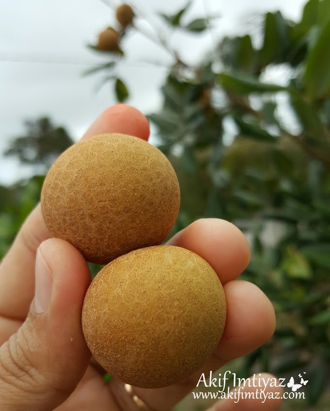 Pokok Mata Kucing Wan Dah Berbuah 