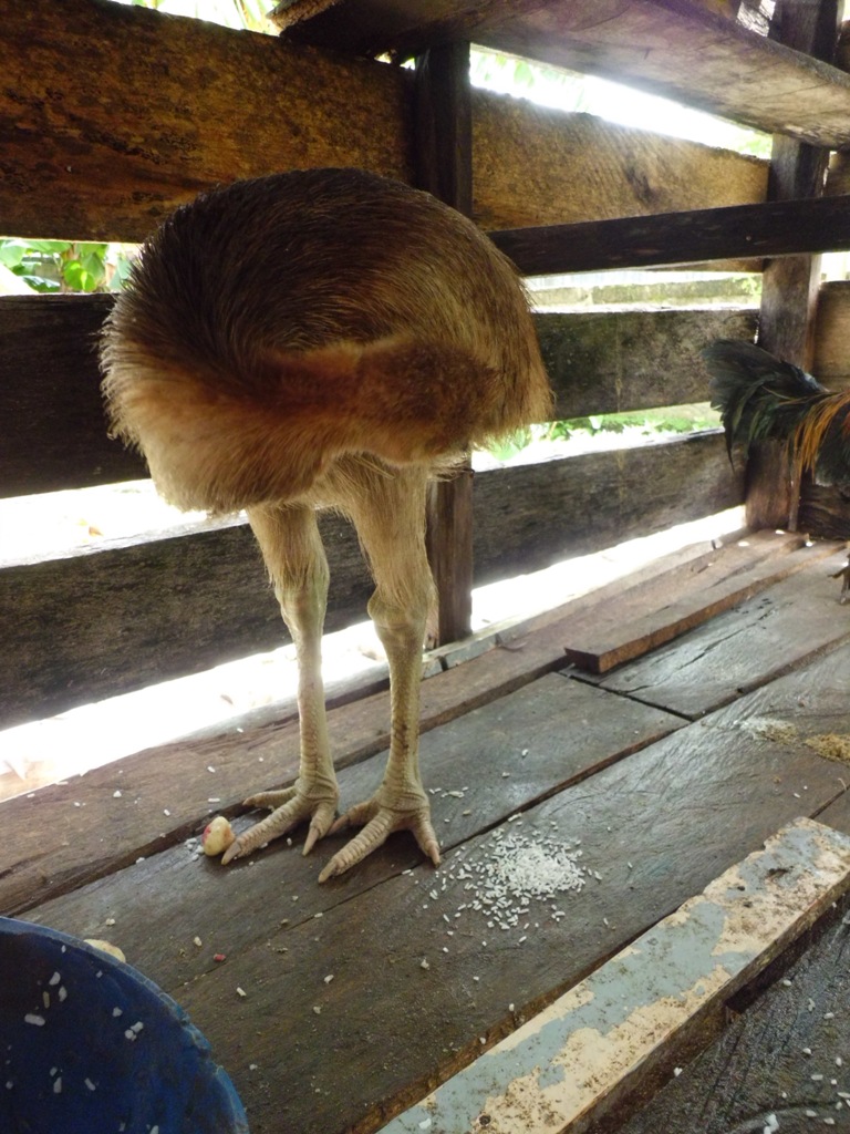 Foto Anakan Burung Kasuari Ardi La Madi s Blog