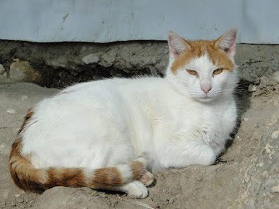 EN ADOPCIÓN: La historia de Lucas. EN ADOPCIÓN. ACUNR