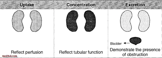 Renal-Scan