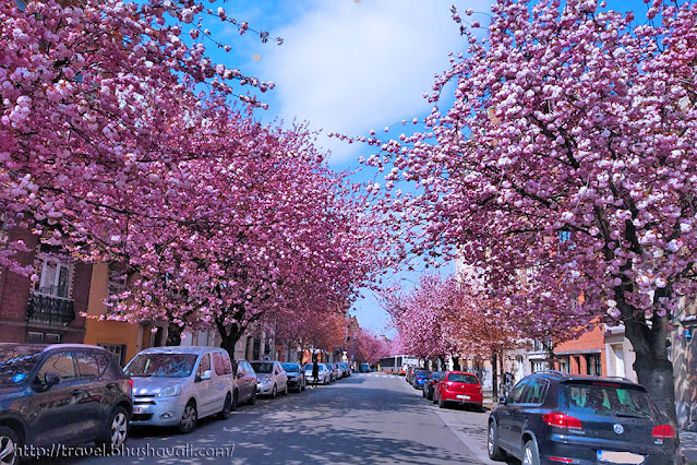 Where to see Cherry Blossoms in Brussels | Avenue Emilie Max