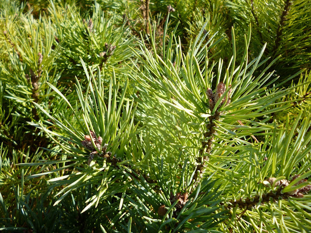 Pinus Morphology