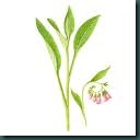 comfrey
