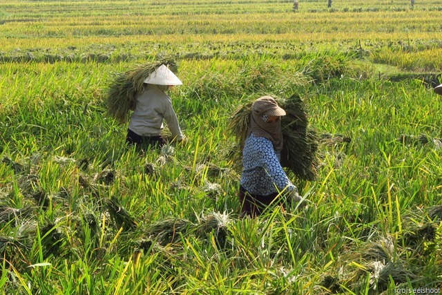 Collecting paddy stalks that had been bundled and dried.