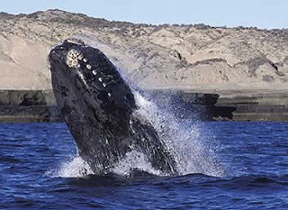 SOUTHERN RIGHT WHALES