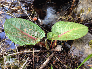 Rumex obtusifolius