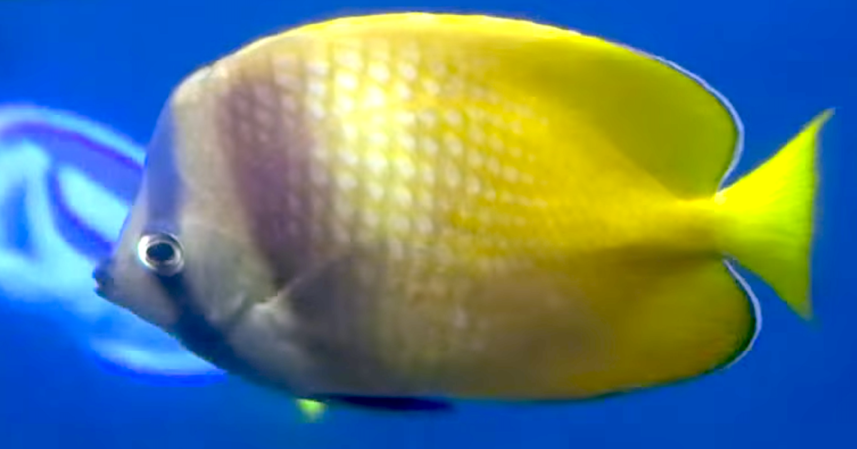 ミゾレチョウチョウウオ Sunburst Butterflyfish Chaetodon Kleinii Aquarium Movies Japan Archive 生きている魚図鑑
