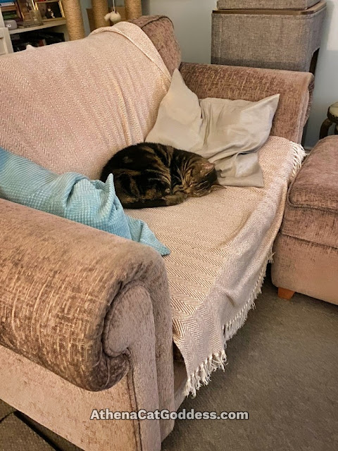 cat sleeping on sofa