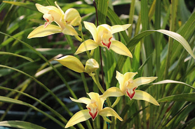 Cymbidium changningense - The Chang Ning Cymbidium care and culture