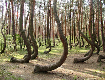 Hutan pokok-pokok bengkok di Poland