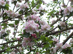 Apple blossom