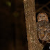 Mottled Wood Owl