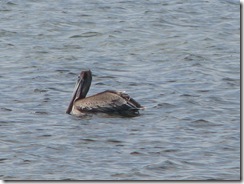 5817 South Padre Island Texas