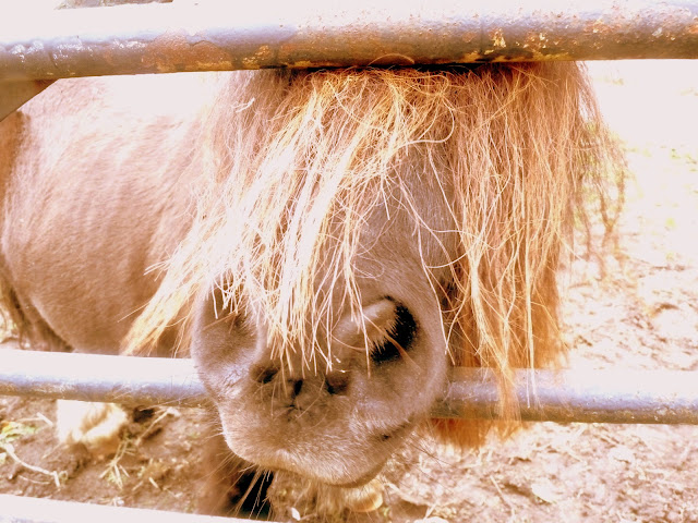 horse biting enclosure