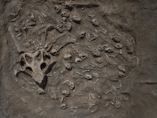 Baby dinosaur fossils in a nest