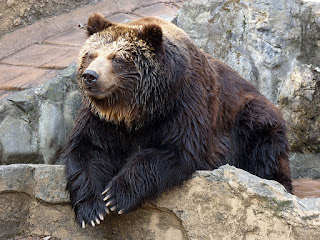   ussuri brown bear, ezo brown bear, japanese black bear, bears in japan map, japanese bear rilakkuma, how did bears get to japan, japanese bear cartoon, siberian tiger kills polar bear, japan bear mascot