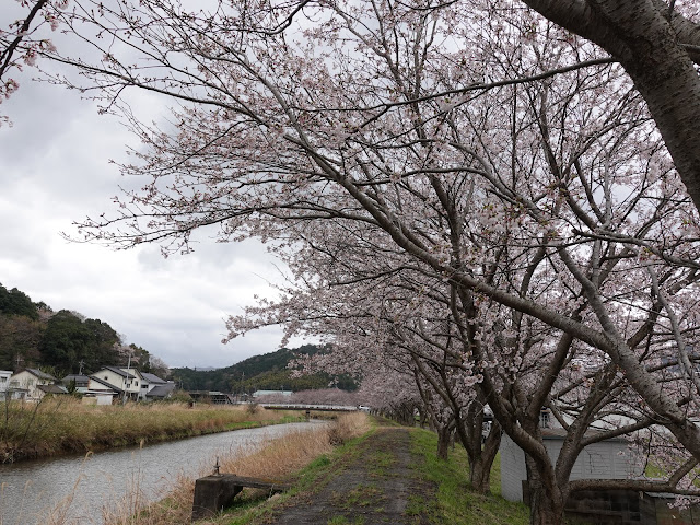 鳥取県西伯郡南部町天萬　小松谷川　九分咲きのソメイヨシノ桜