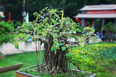 Gambar Bonsai Pohon Bodhi