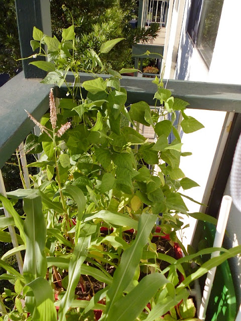 3 Sisters Container Garden