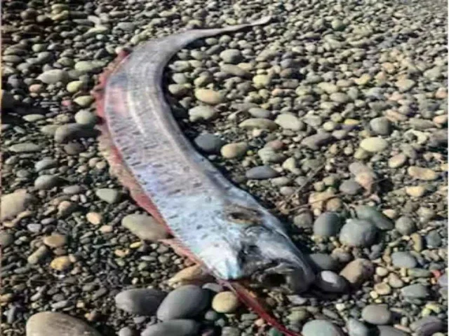 oarfish(Doomsday)