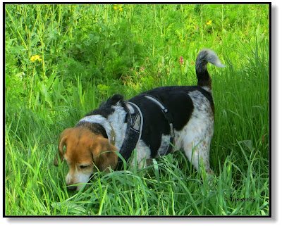 Hund frisst Gras