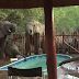 THIRSTY ELEPHANTS CRASH A POOL PARTY