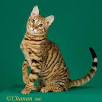 Toyger Cat Kucing Hasil Persilangan