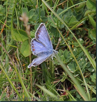 19-common-blue