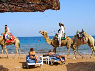 Camels Passing Our Resort - Dahab, Egypt