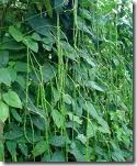 kacang panjang