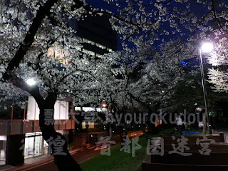 水銀灯の逆光の桜
