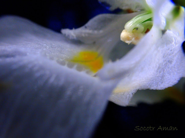 Impatiens textori