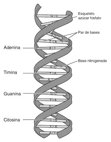 celula animal y celula vegetal. celula vegetal y celula animal.