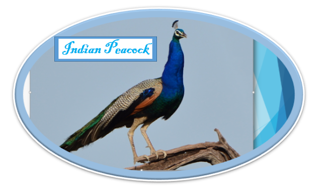 Ten Beautiful birds of the world