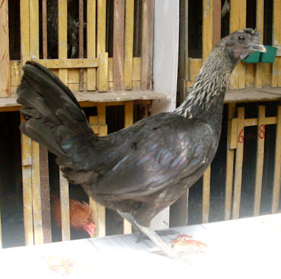 extraña gallina fina de cara negra o gris peruana