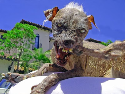 ugly animals in world. ugly animals in world. Do these animals look so foul